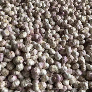 China normal white garlic new season fresh garlic export